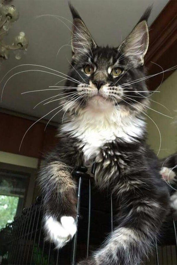Maine Coon Weight Chart Full Mainecoon Kittens Ny