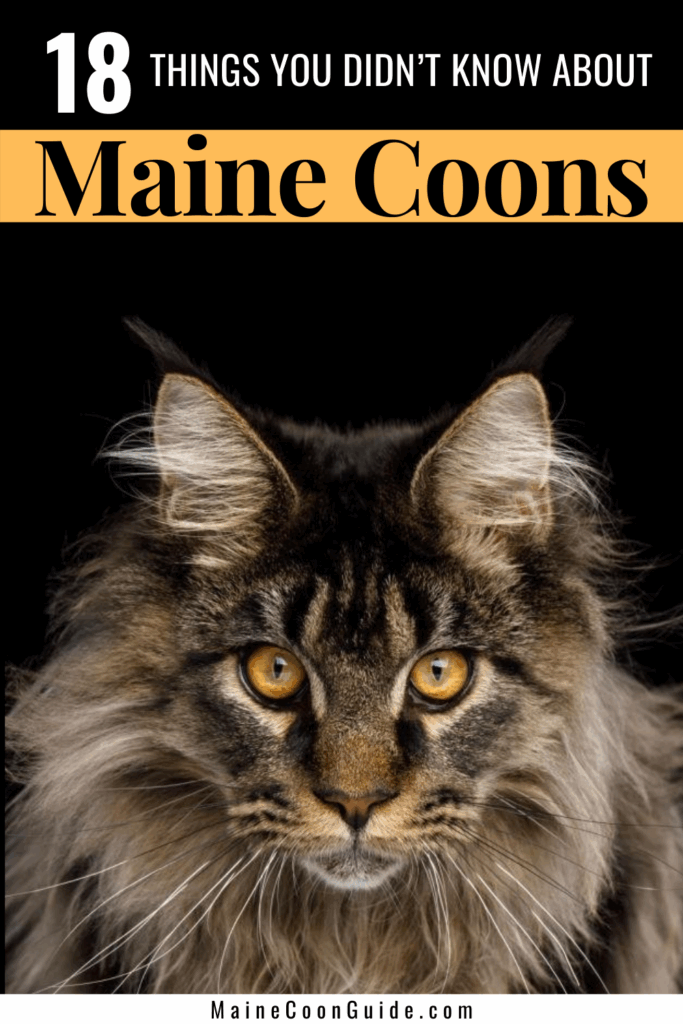Maine Coon Weight Chart Full Mainecoon Kittens Ny