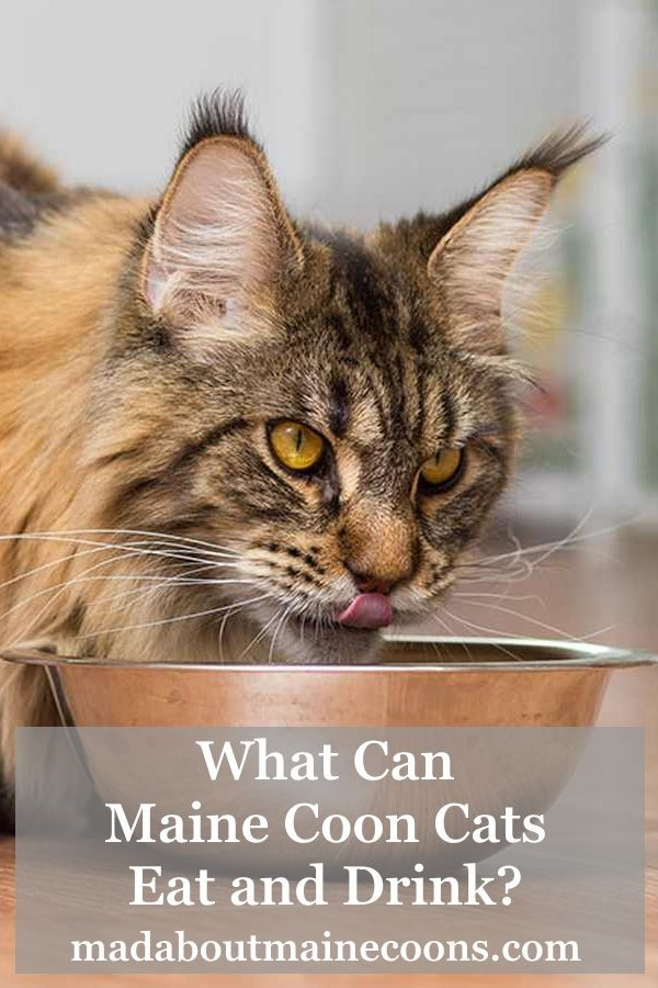 Maine Coon Weight Chart Full Mainecoon Kittens Ny