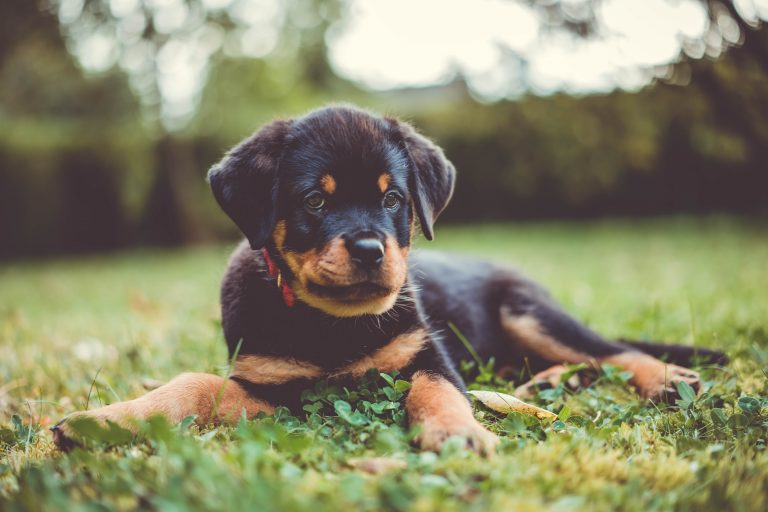 Male Female Rottweiler Weights Heights By Age