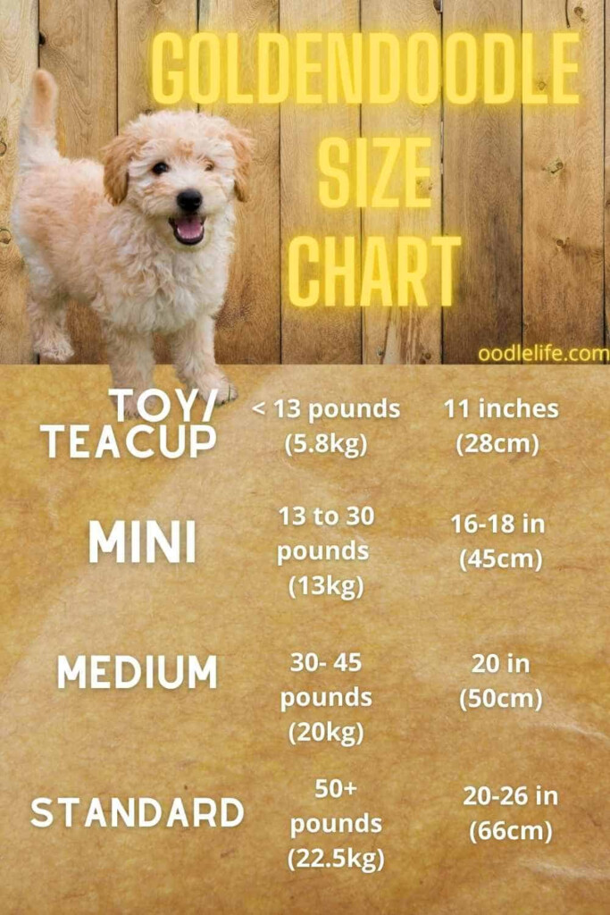 Mini Goldendoodle Weight Chart At Selina Bradford Blog