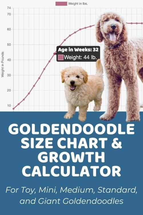 Mini Goldendoodle Weight Chart By Age Interpret Radar Charts