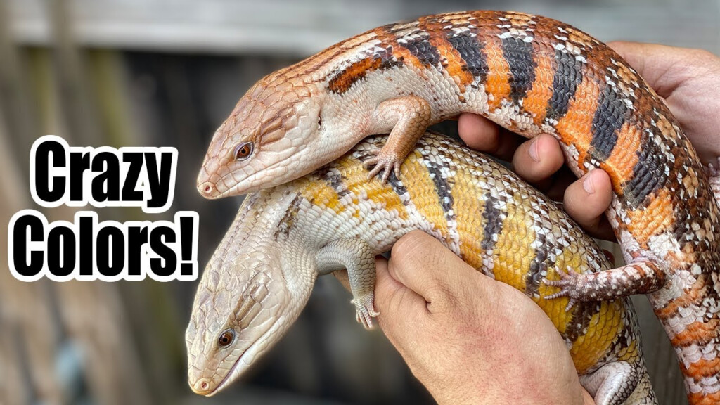 Northern Blue Tongue Skink Online Retailers Full mark ar