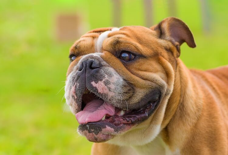 Old English Bulldog Weight Chart