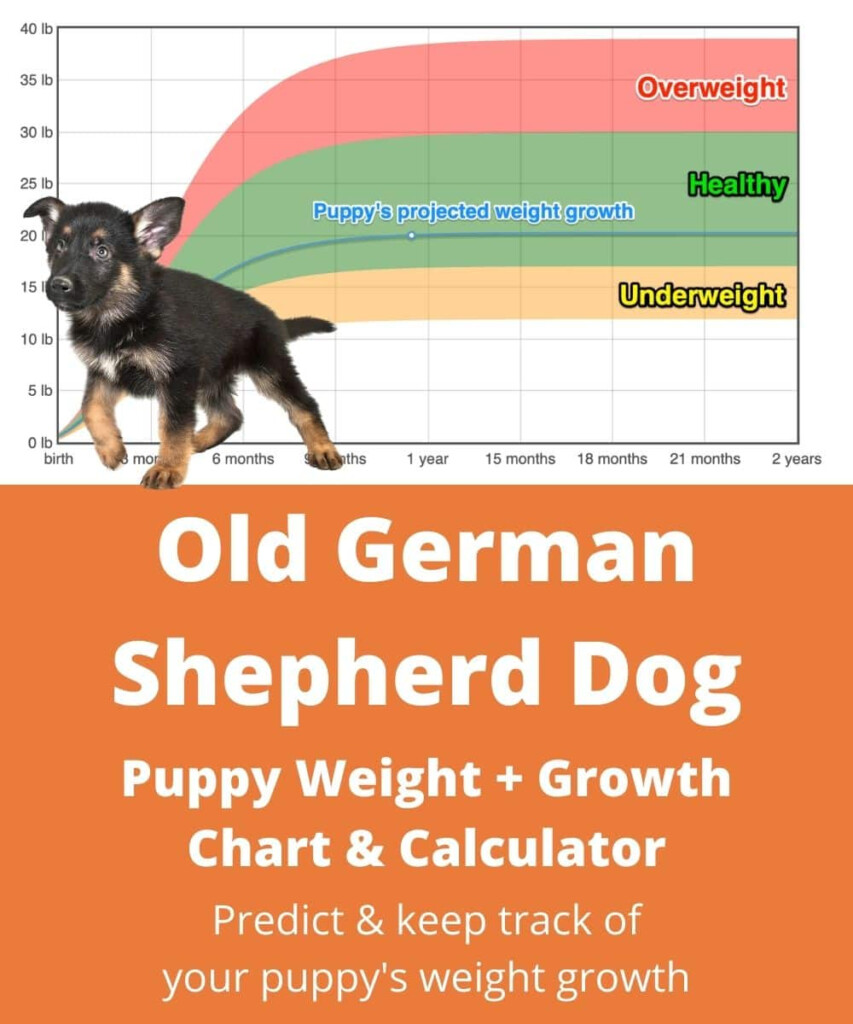 Old German Shepherd Dog Weight Growth Chart 2025 How Heavy Will My 
