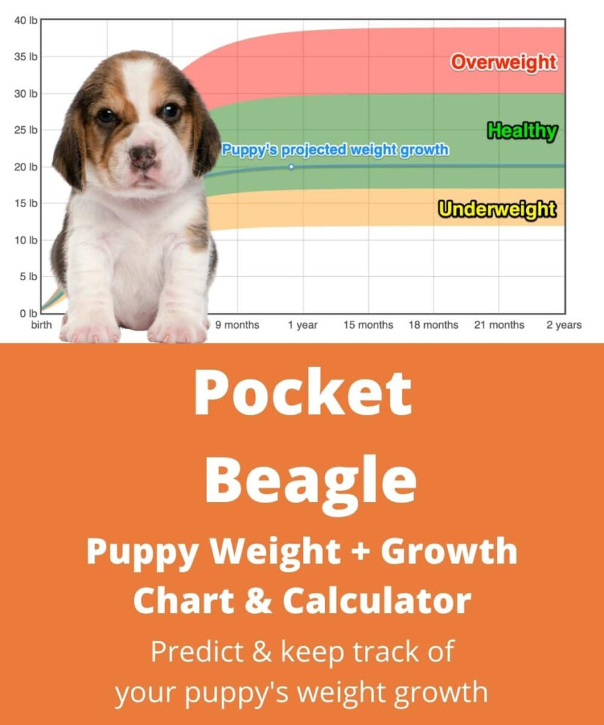 Pocket Beagle Weight Growth Chart 2024 How Heavy Will My Pocket 
