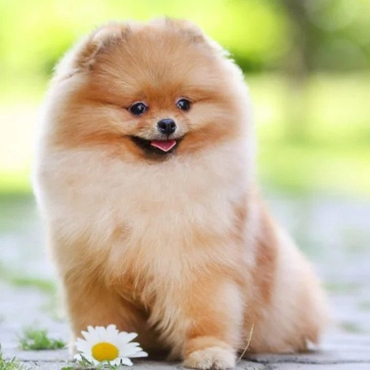 Pomeranian Weight Chart Puppy Growth Chart Details 51 OFF