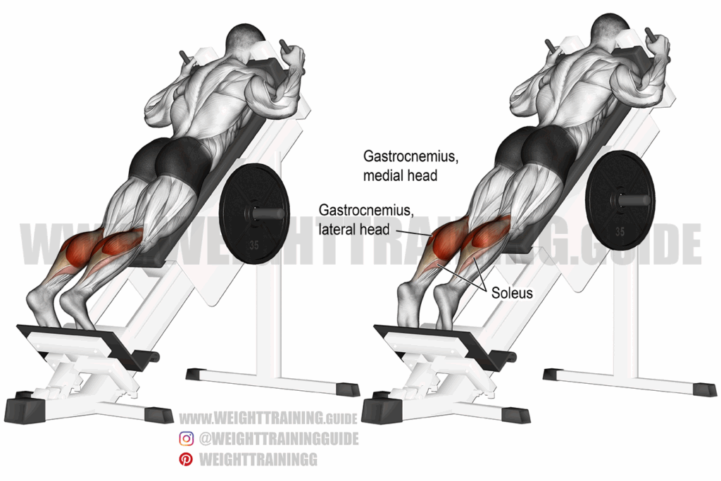 Prone Hack Machine Calf Raise Guide And Videos Weight Training Guide