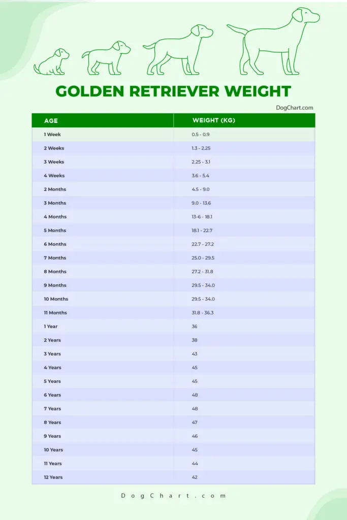 Puppy Female Male Golden Retriever Weight Chart In KG Ib