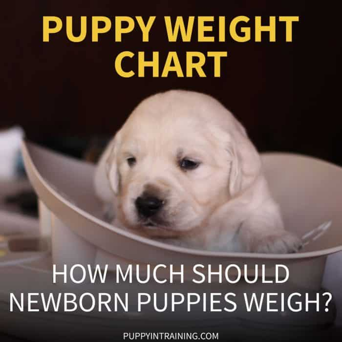 Puppy Weight Chart How Much Weight Should A Newborn Puppy Gain Per 