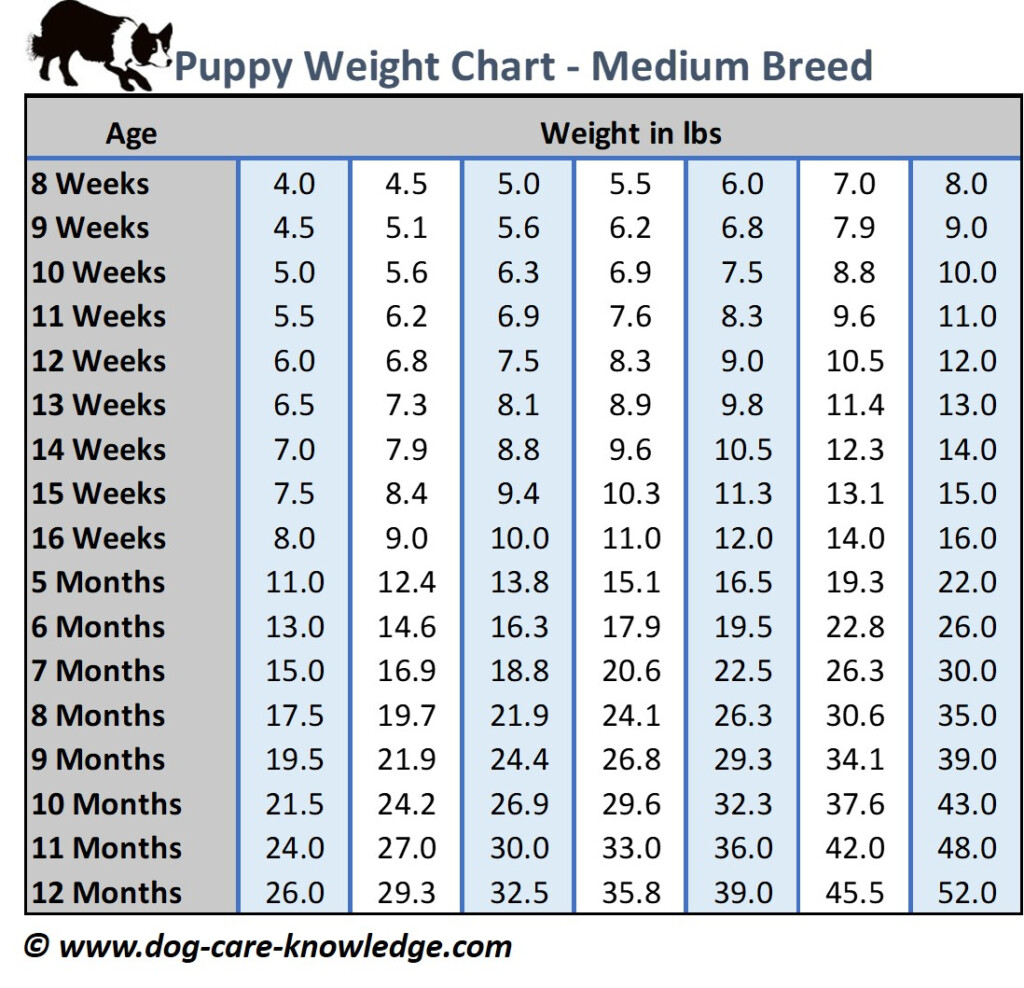 Puppy Weight Gain Chart How Much Weight Should A Puppy Gain