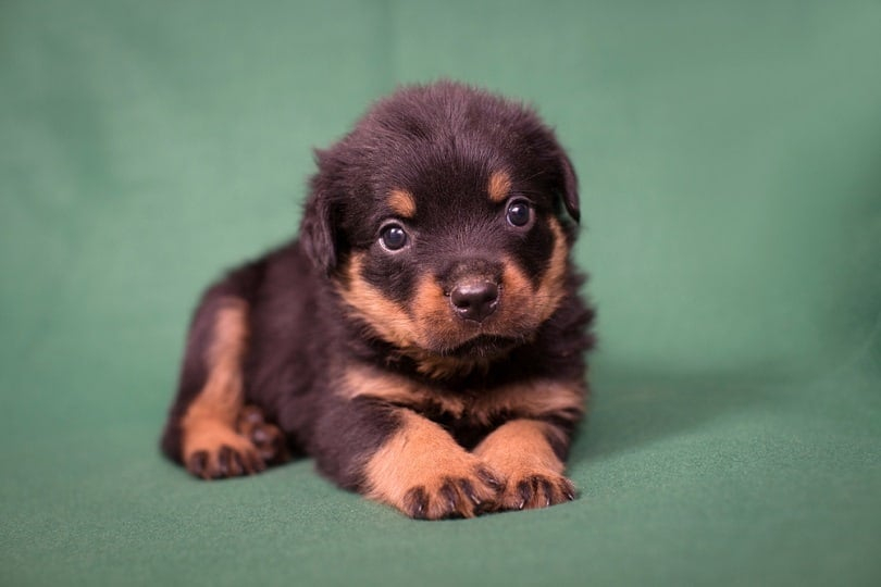 Rottweiler Growth Weight Chart Puppy To Adult Hepper
