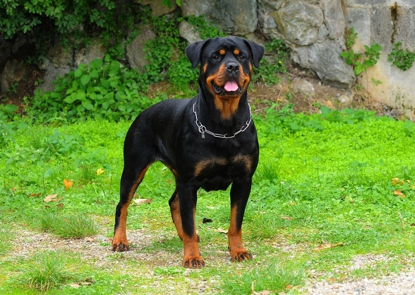 Rottweiler Growth Weight Chart Puppy To Adult Hepper