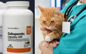 Safe Gabapentin For Cats Dosage Chart Dose Calculator