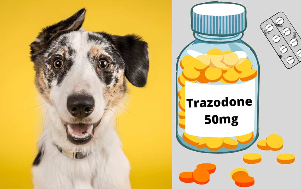 Safe Trazodone For Dogs Dosage Chart 50mg 300mg