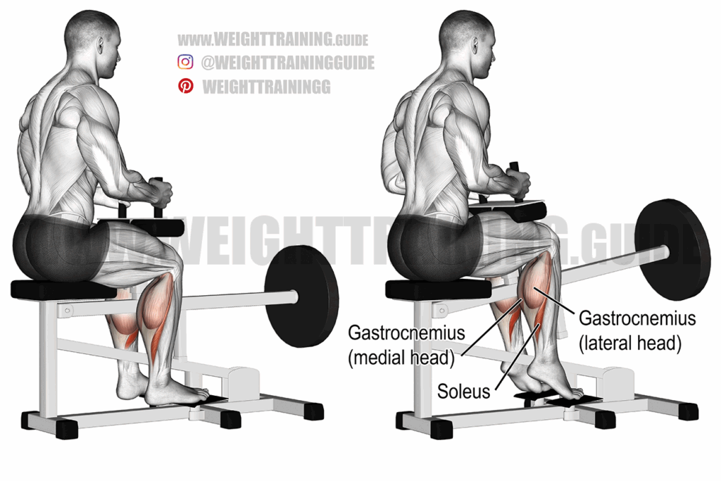 Seated Calf Raise Exercise Instructions And Videos Weight Training Guide