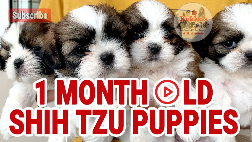 Shih Tzu Growth Weight Chart Everything You Need To Know 56 OFF