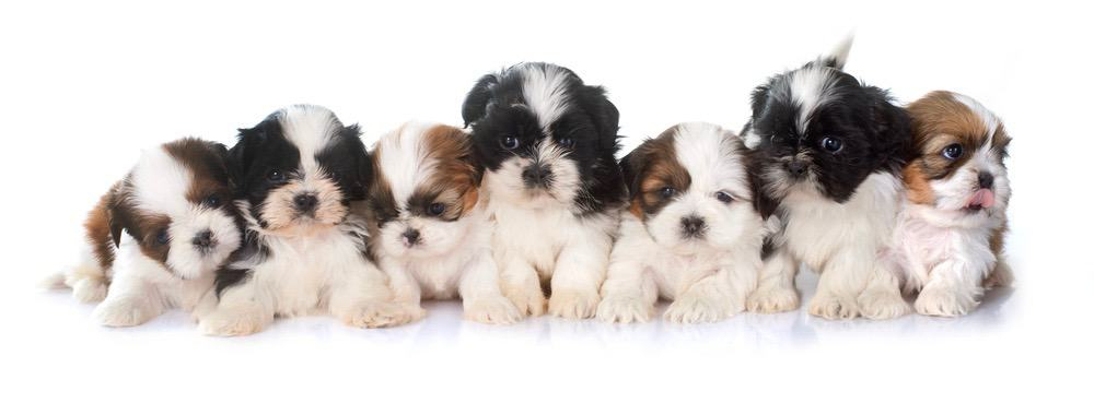 Shih Tzu Weight Chart Shih Tzu Growth Size Chart 2022 