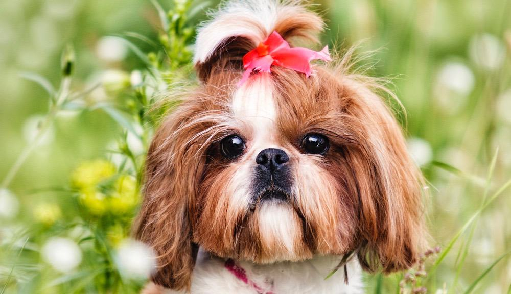 Shih Tzu Weight Chart Shih Tzu Growth Size Chart 57 OFF