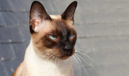 Siamese Cat Weight By Age Full Guide And Siamese Cat Breed Weight 