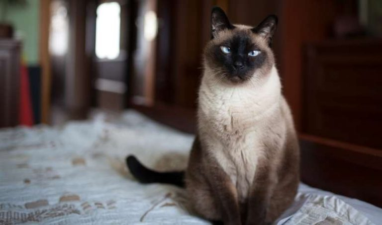 Siamese Cat Weight By Age Full Guide And Siamese Cat Breed Weight 