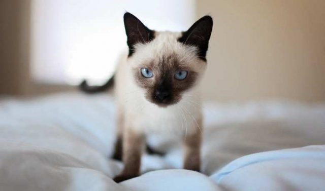 Siamese Cat Weight By Age Full Guide And Siamese Cat Breed Weight 