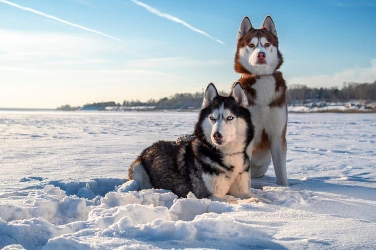 Siberian Husky Growth Weight Chart 2022 with Pictures Hepper