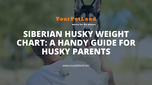 Siberian Husky Weight Chart A Handy Guide For Husky Parents