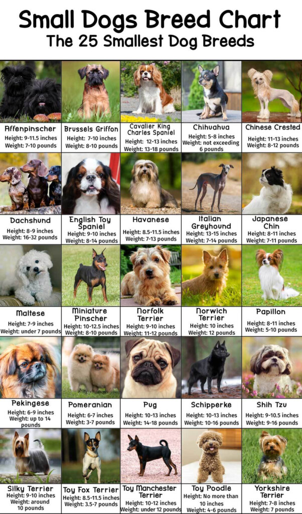Small Dogs Breed Chart With Heights And Weights PatchPuppy