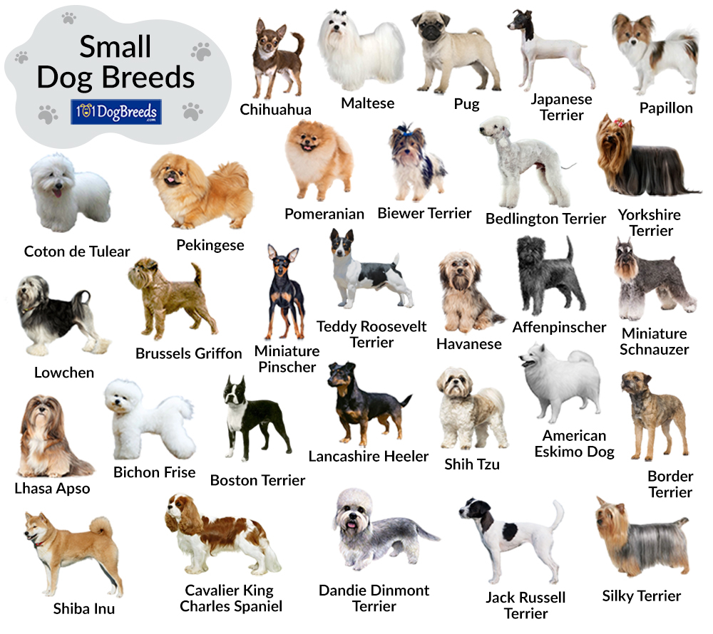 Small Dogs Breed Chart With Heights And Weights Small Dog Breeds Chart 