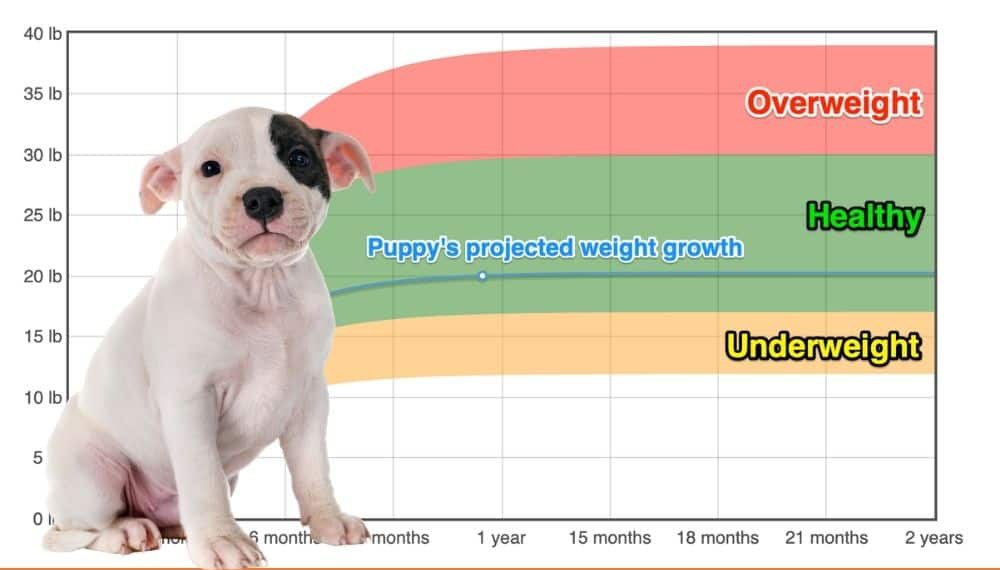 Staffordshire Bull Terrier Weight Growth Chart 2024 How Heavy Will My 