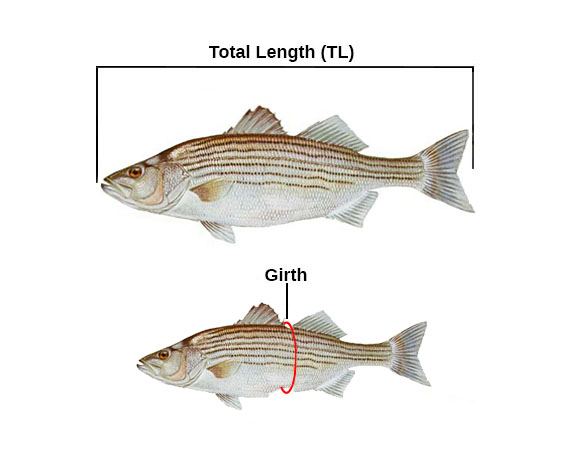 Striped Bass Length To Weight Conversion Chart