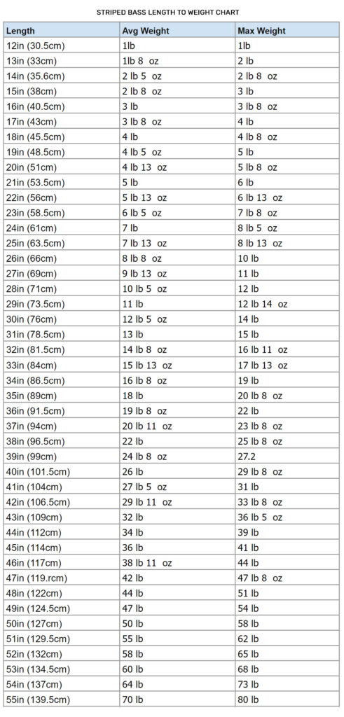 Striped Bass Length To Weight Conversion Chart