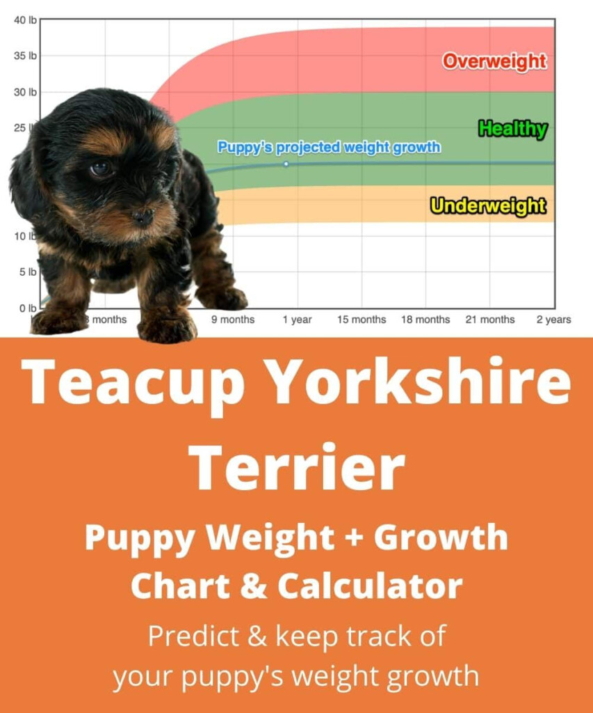 Teacup Yorkshire Terrier Weight Growth Chart 2025 How Heavy Will My 