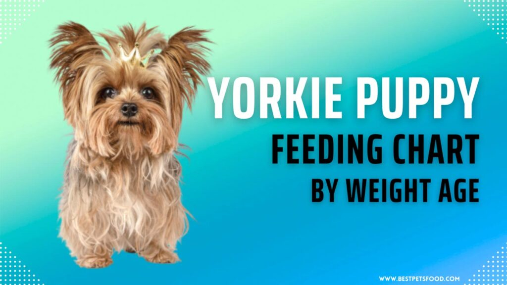 The Ultimate Yorkie Puppy Feeding Chart By Weight Age