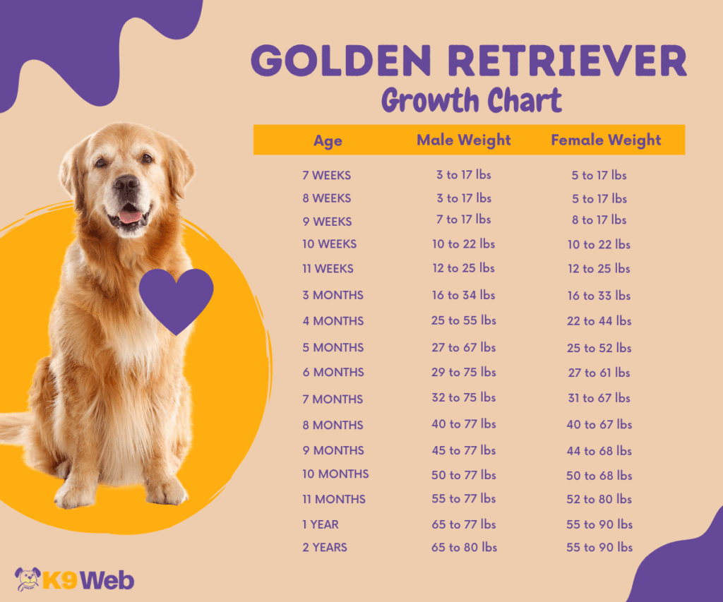 This Is The Only Golden Retriever Growth Chart You Need K9 Web 