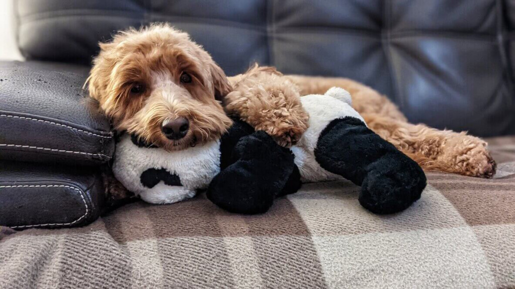 Trazodone For Dogs When How To Use It For Anxiety