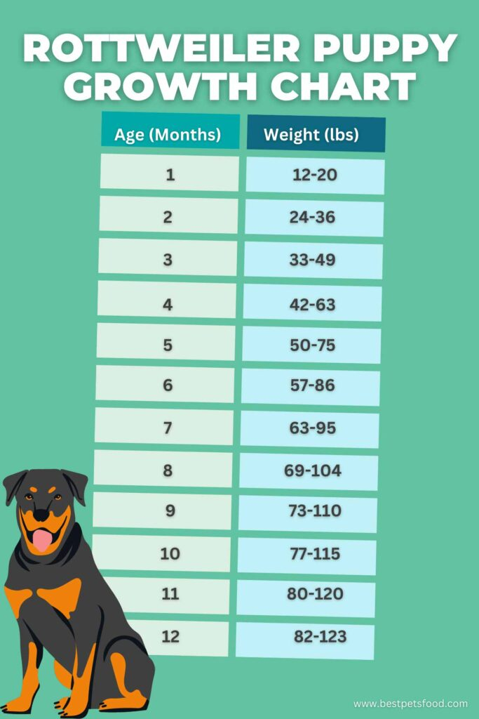 Ultimate Rottweiler Puppy Feeding Chart By Weight Age