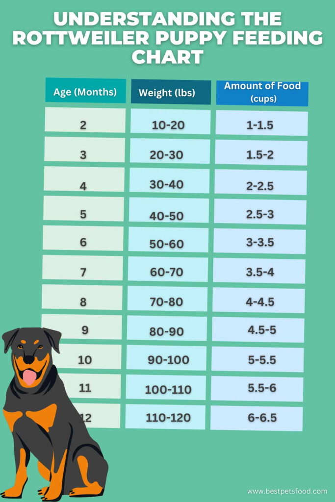 Ultimate Rottweiler Puppy Feeding Chart By Weight Age