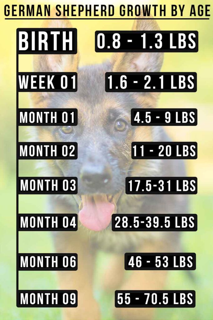 Weight Chart For German Shepherd Puppies NBKomputer