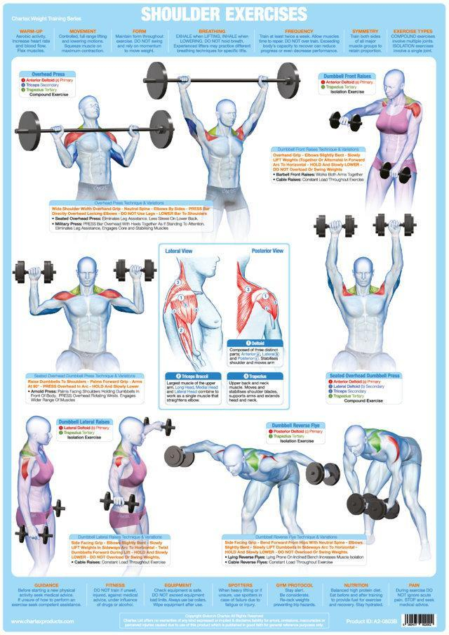 Weight Training Bodybuilding Exercise Posters Set Of 6