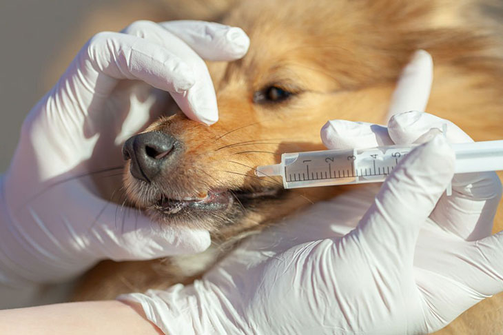 What Is Mucinex For Dogs Dosage Chart Answer From Vet