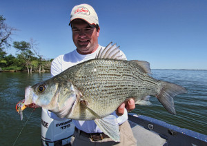 White Bass Length To Weight Conversion Chart In Fisherman