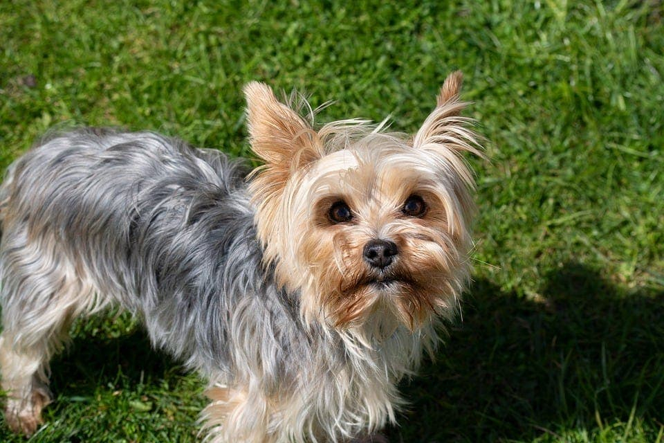 Yorkie Growth Weight Chart Puppy To Adult Size Guide Hepper