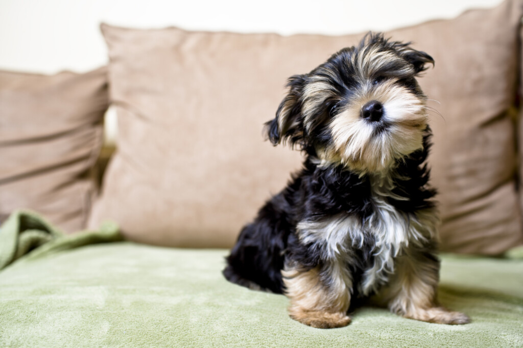 Yorkie Weight Chart Calculator CALCULATOR GHW