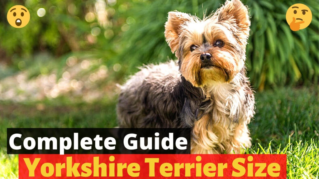 Yorkshire Terrier Weight Chart